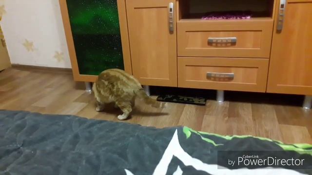 Коты Против Шиншиллы! смотреть онлайн