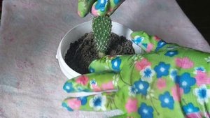 Посадка отростка кактуса. Правильный уход и полив.