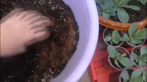 КАК ВЫРАСТИТЬ ЭУСТОМУ.ПОСАДКА ТОЛЬКО ОСЕНЬЮ