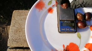 Обзор сортов крыжовника:Сливовый, Челябинский розовый, Полонез, Инвикта.