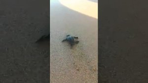 Новорожденная черепашка уплывает в море.