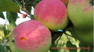 Яблоня канадская Мантет (malus mantet) ? яблоня Мантет обзор: как сажать саженцы яблони Мантет