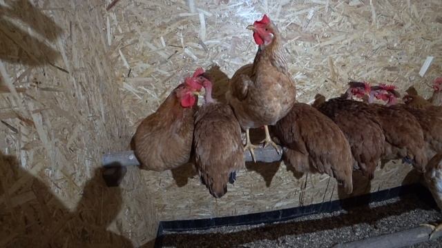 Почему я обижаю Таню / Сломанная машина / Неправильные куры смотреть онлайн