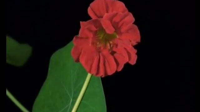 Весна, когда распускаются цветы смотреть онлайн