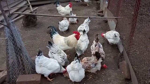Петухи резвятся, как могут/А что же остается делать мне?/Утреннее кормление/Адлерские куры/Индоутки смотреть онлайн