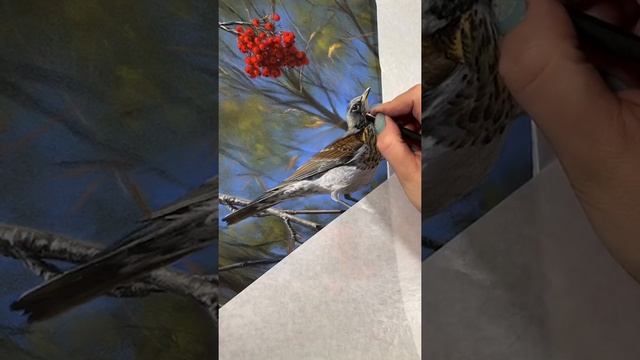 Дорисовываю дрозда-рябинника с онлайн урока смотреть онлайн