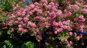 Канадская Роза ДЖОН ДЕВИС -июнь 22-го года..