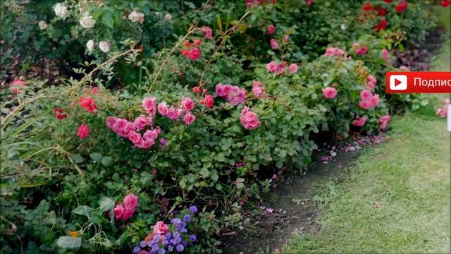 Почвопокровные розы. Ландшафтный дизайн своими руками. смотреть онлайн