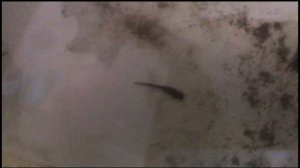 Личинки сахалинского осетра (Acipenser mikadoi). Алексин 22.04.2022