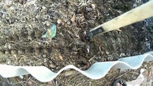 СМЕШАНЫЕ ПОСАДКИ/ПОСАДКА ГОРОХА СОВМЕСТНО С КАРТОФЕЛЕМ/ТАБЛИЦА СОВМЕЩЕНЫХ ПОСАДОК.