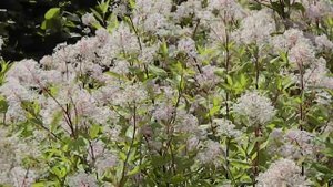 Ceanothus pallidus Marie Simon