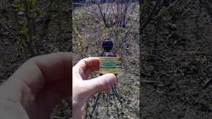 Обработка смородины раствором аммиака. 2 этап весенней обработки