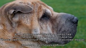 Пиодермия у собак: симптомы и лечение