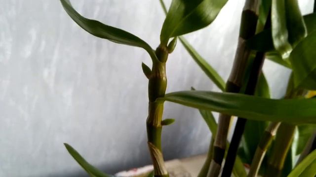 Орхидея Дендробиум Нобиле. Цветоносы. Ноябрь. смотреть онлайн