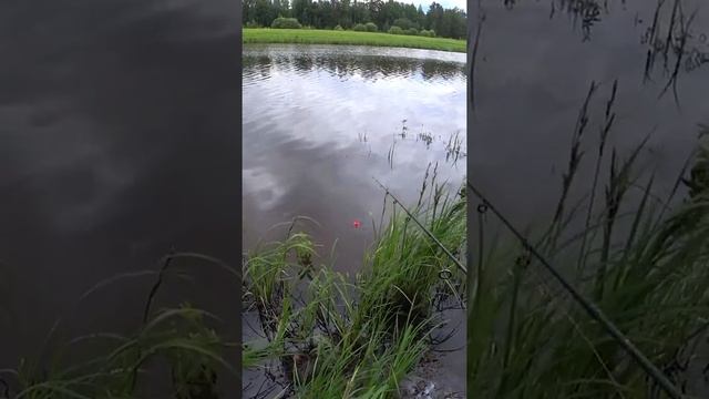 поймал на крупного живца крупную щуку. Рыбалка на поплавок. #shorts #рыбалка #fishing #щука #рыба