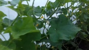 Формирование огурцов в один стебель  .Как закрутить стебель огурца в низу кольцом.