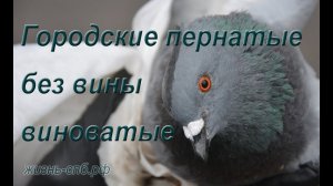 Городские пернатые без вины виноватые: конфликт человека и городских голубей