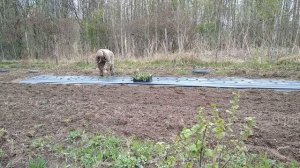 Посадка клубники и как сделать отверстия в плёнке.