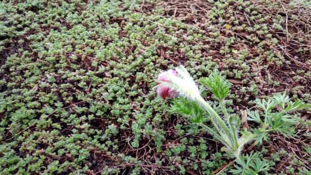 Сон-трава или Прострел раскрытый (лат. Pulsatilla patens). смотреть онлайн