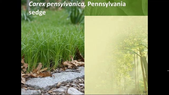 Groundcovers Ecological Solutions in Place of Mulch 11 13 17 смотреть онлайн