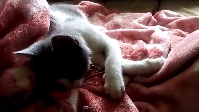 Котенок Бося жмякает пушистый плюшевый плед? смотреть онлайн