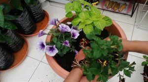 How to plant petunias | planting a container garden | Garden Ideas & DIY