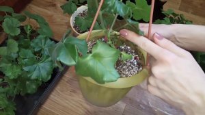 Пеларгония в Феврале. Обрезка и черенкование пеларгонии.