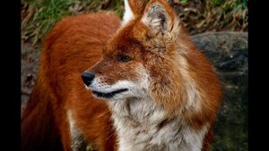 Редкие животные из красной книги России и всего мира