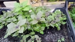 Как вырастить зелень в закрытом помещение