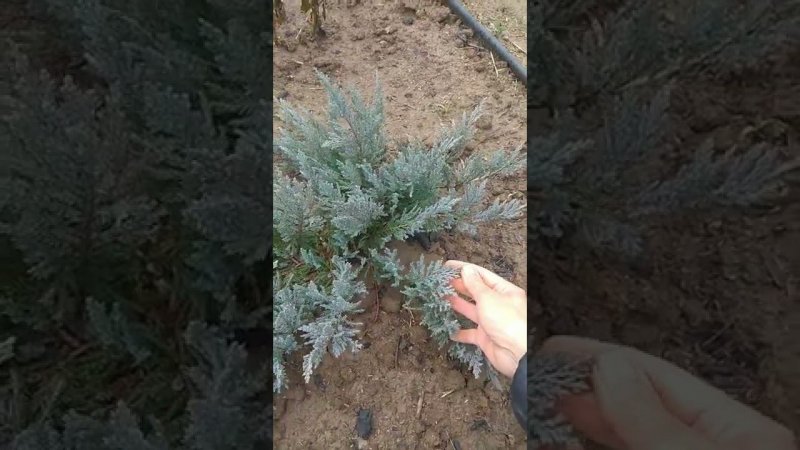 обзор сада на юге в октябре