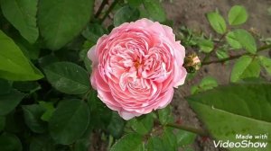 01июня2019 Английская роза 'Alnwick Rose'??