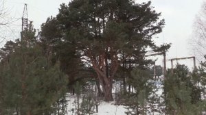 Pine Tree. КРАСАВИЦА СОСНА (ТЕСТ ВИДЕОКАМЕРЫ Canon LEGRIA HF G26)