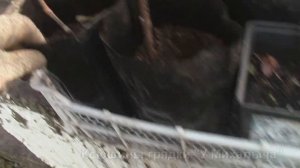 Осень.  Осенние работы.  Размножение винограда прикопкой лозы.