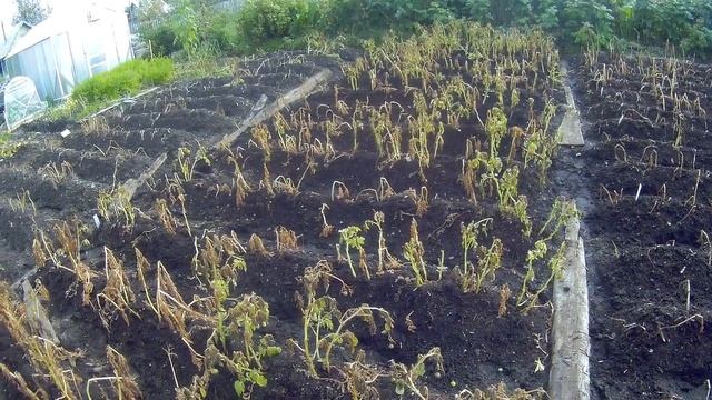 урожай картофеля с фитофторой дача под Архангельском смотреть онлайн