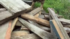 Собака поймала и убила крысу