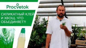 Эта обработка ПОВЫШАЕТ ИММУНИТЕТ растений. Подкормка растений кремнием из хвоща.