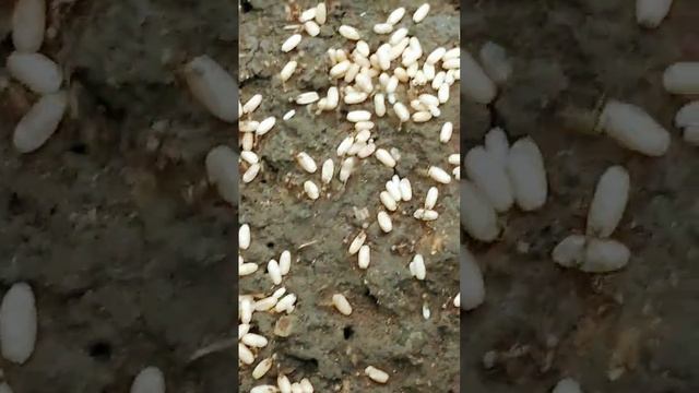 #муравьи переносят яйца #насекомые смотреть онлайн