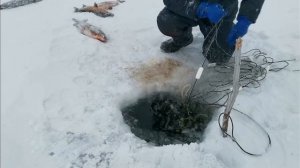 Ловим Чира! (сети низко стенки)