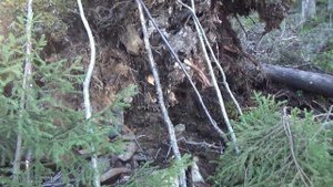 Убежище в тайге.Как быстро сделать шалаш на выворотне.