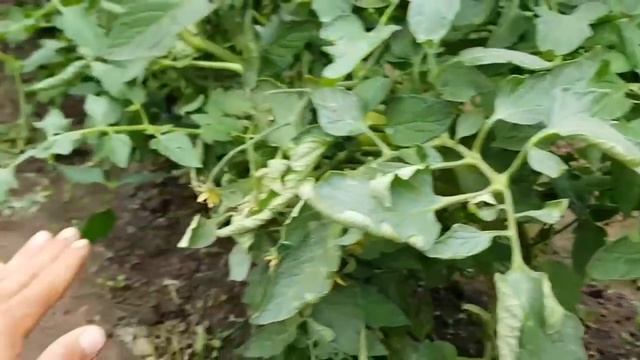 Серая, белая, вершинная ГНИЛИ. причины и способы устранения этих болезней. смотреть онлайн