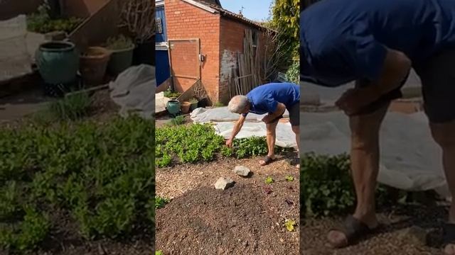 Small Garden spring 2020, see growth of new plantings смотреть онлайн