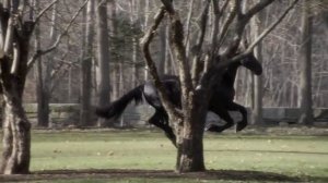 Фризская порода лошадей Вороной конь Красивая лошадь галоп