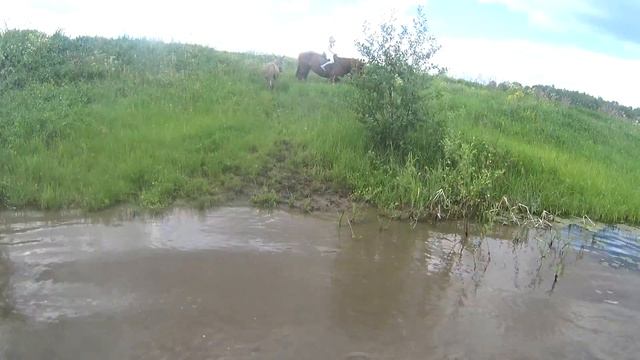 КК "Аллюр" прогулка на лошадях с племянницей смотреть онлайн