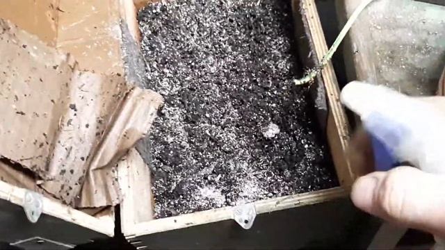 Дендробена Венета, питание.