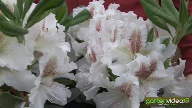 Grossblumige Rhododendron le Progrês смотреть онлайн