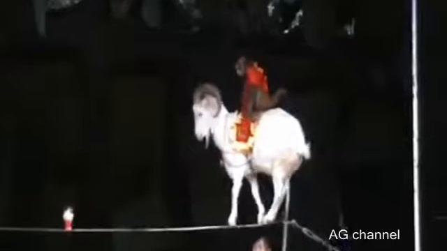 Вот это козёл! смотреть онлайн