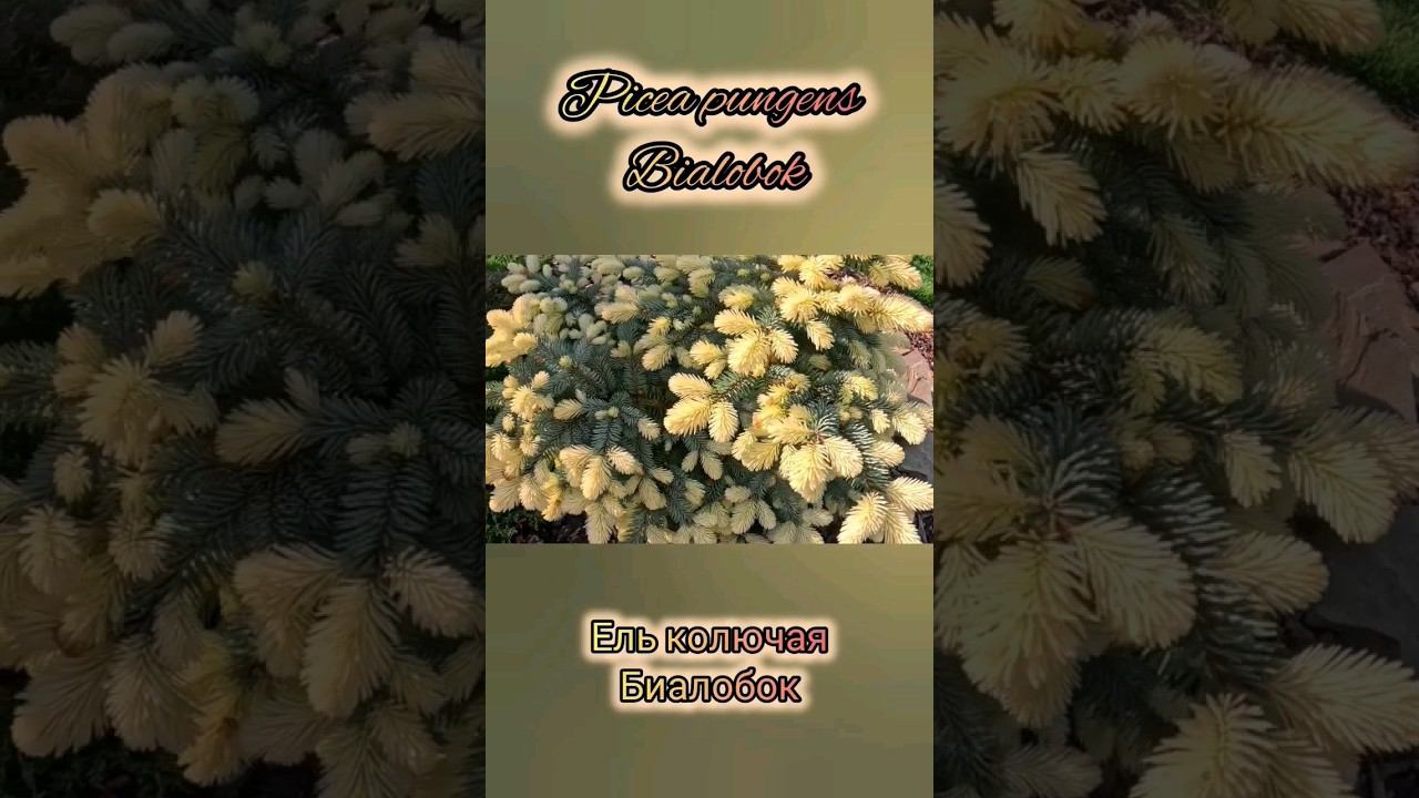 Редкие хвойныеPicea pungens BialobokЕль колючая Биалобок #сад #garden