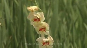 GLADIOLUS FLOWER | Gladiolus | Flowers in Bangladesh 9 #shorts