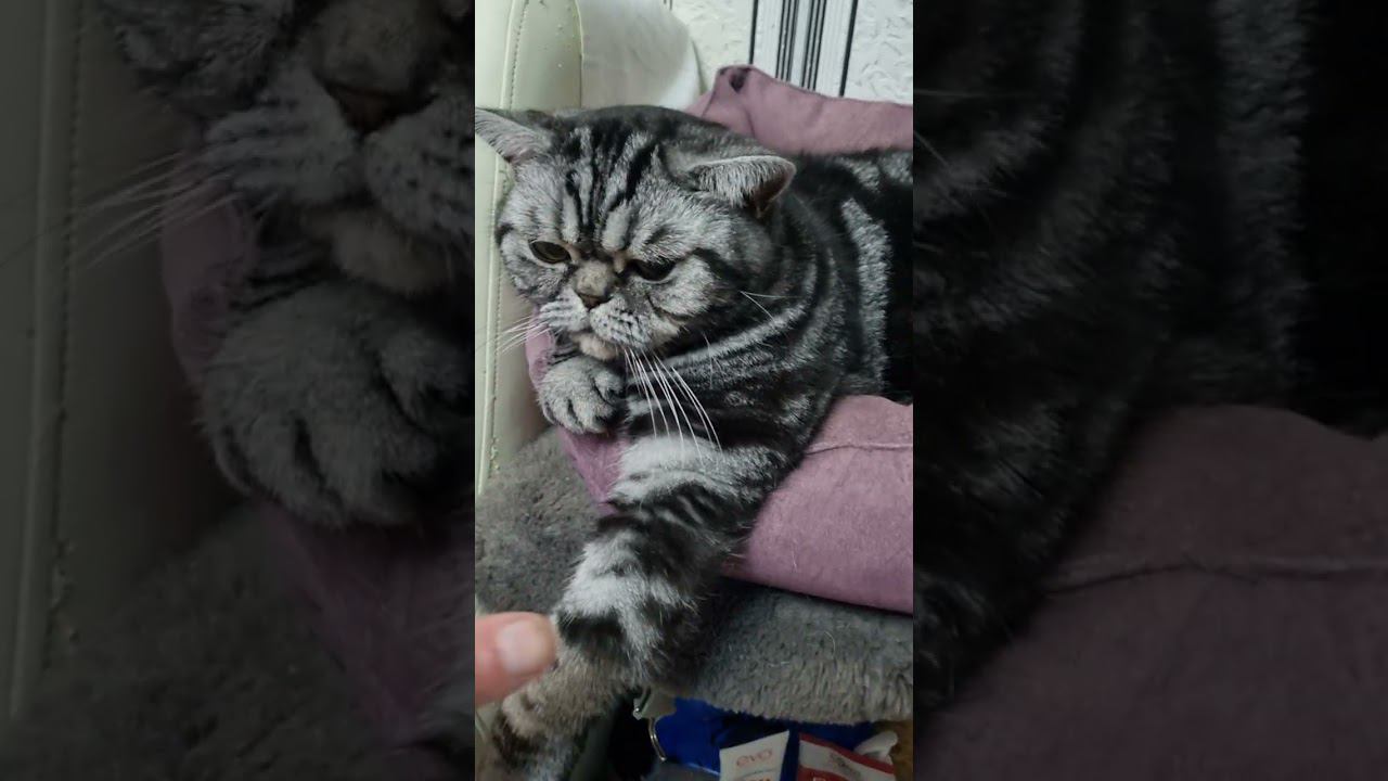ЗДОЙ БРИТАНЕЦ!Наглый котяра!