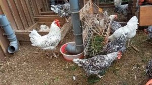 Как избежать ожирения у кур мясо-яичных пород?Что делать если куры зажирели?